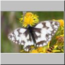 Melanargia galathea - Schachbrettfalter 01a Sandgrube Niedringhaussee.jpg